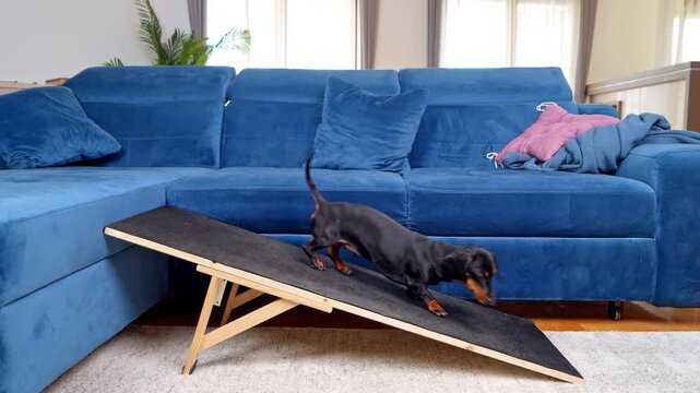 A black and tan dachshund dog walks down a wooden ramp from a blue sofa in a living room, a concept of spine safety for long bodied pets prone to IVDD.