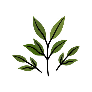 A fresh green tea plant branch with leaves vector illustration. Ideal for botanical, herbal tea, organic product, health, environment, and nature graphic design projects.