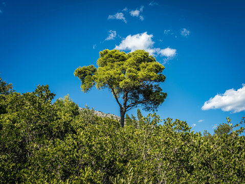 Mediterranean landscape and historic stone ruins in Dalmatia