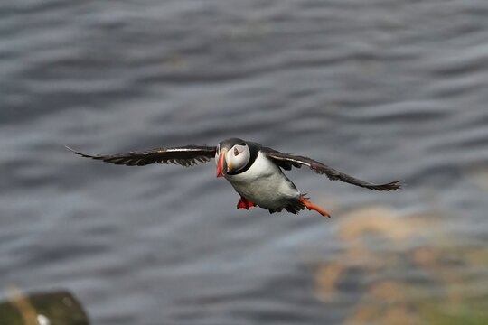 The Atlantic puffin is a seabird that can reach a speed of about 90 km/h in flight.