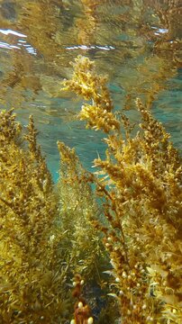 Close-up of tall Sargassum seaweed stalks dominate shallow reef, undulating in wash of tide under surface. Cristal clear water acts as lens for sun&rsquo;s rays, highlighting rich textures of Brown Gulfweed