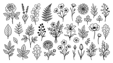 Fototapeta premium Botanical Line Art Elements: Hand Drawn Flowers, Leaves, and Sprigs