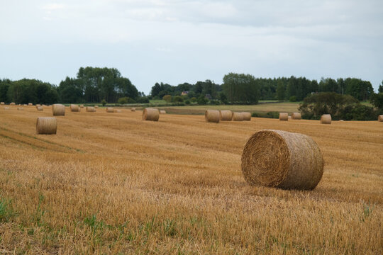 hay bales in the field