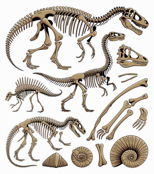 Detailed vector illustration showcases dinosaur skeletons and associated bone structures anatomy archaeological.