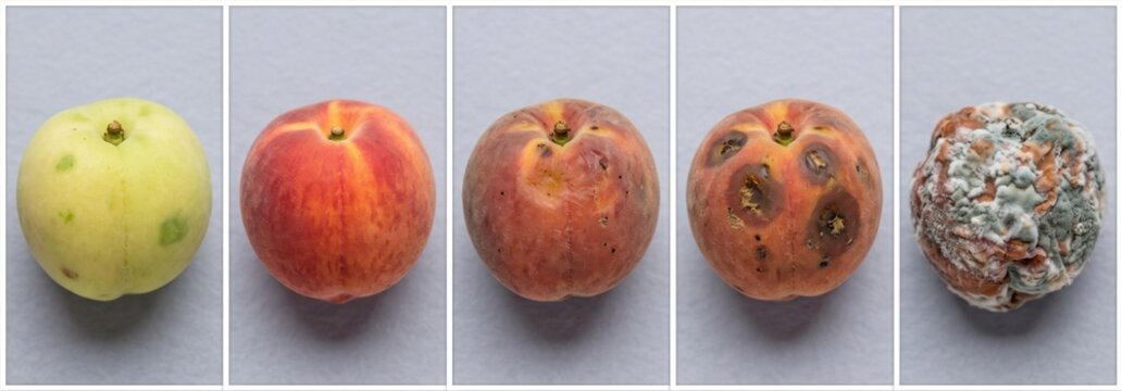 Apples shown from fresh ripening to advanced decay stages