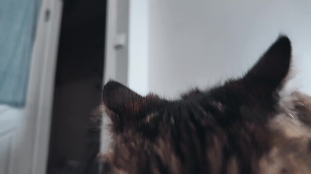 Close View Of Fluffy Tabby Cat Ears And Fur