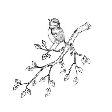 Vector Eurasian tit perche, sparrow on branches with leaves. Graphic spring line art bird, hand drawn illustration isolated on background. Botanical clip art. For greeting card, wallpaper, wrapping pa