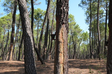 Obraz premium Pine resin harvesting in a traditional Mediterranean pine forest