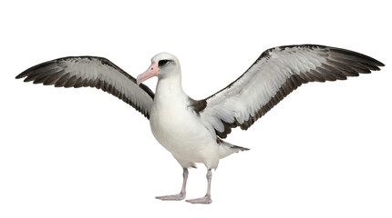 Fototapeta premium Laysan albatross wings spread seabird isolated on transparent background