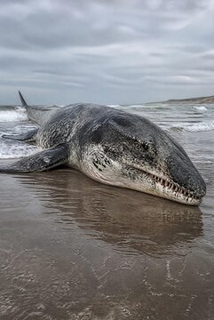 Stranded Mosasaurus Lying on a Prehistoric Beach