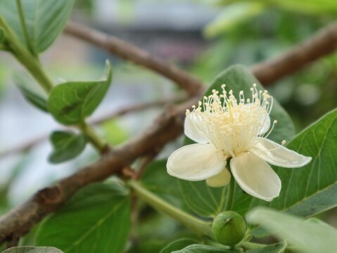 Close up of a beautiful white guava flower blooming among vibrant green leaves, showcasing detailed stamens and a small young guava fruit bud on a tree branch in a sunny tropical garden layout