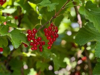 Ripe red currants growing on a bush, close-up view of juicy translucent berries on a branch in a natural summer setting. © Тетяна Кривоус