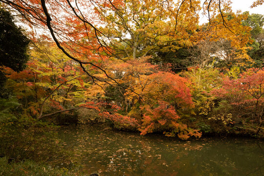 鮮やかに色づいた紅葉が池の水面に美しく映り込む、秋の六義園の日本庭園風景
