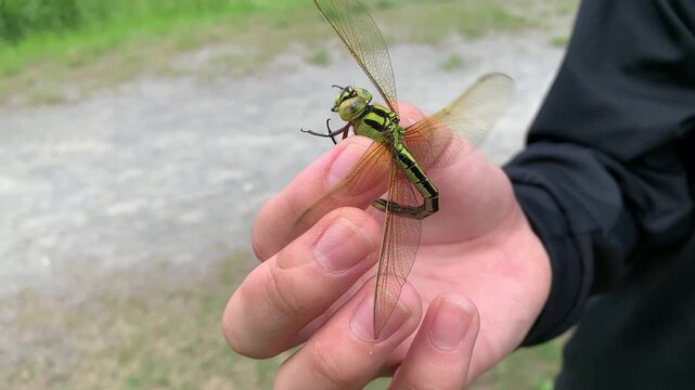 Dragonfly resting on an open human palm outdoors