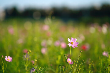 Fototapeta premium Soft pink cosmos flower blooming with wide copy space on left