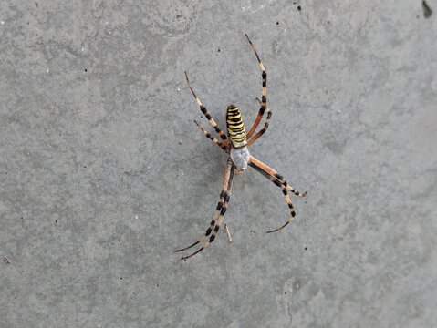 Wasp spider on a concrete wall / コンクリート壁に止まるナガコガネグモ