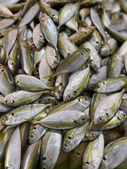 Obraz premium fresh fish at the market