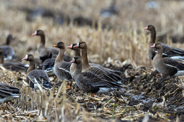 Greater white fronted geese foraging in muddy field © Aleksander Bolbot