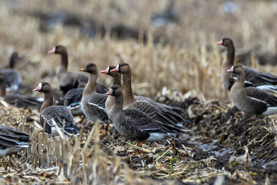 Greater white fronted geese foraging in muddy field