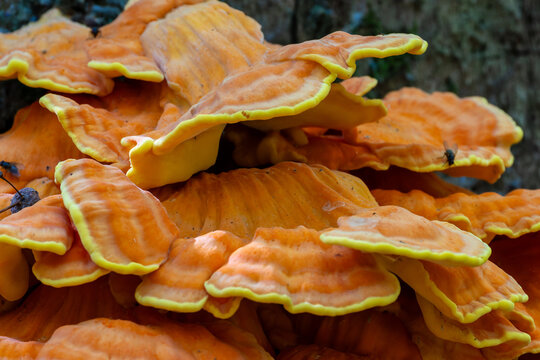 Chicken of the woods fungus growing on tree trunk