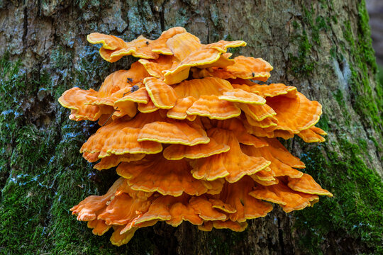 Chicken of the Woods fungus growing on tree trunk in Bialowieza Forest