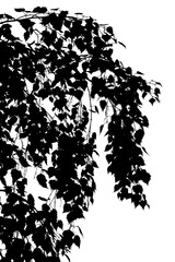 Obraz premium Vector illustration of a birch branch. Black and white silhouette.