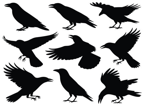 Raven silhouettes in various flight poses against a white background