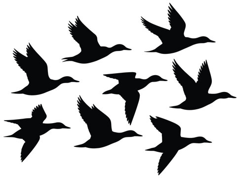 Flying duck silhouettes against a white background depict avian movement