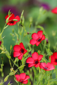 The beautiful scarlet flax also red flax and crimson flax (Linum grandiflorum) is an annual herbaceous plant. It is a prized ornamental plant, and varieties of pink or violet flowers also exist.