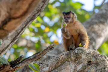 Naklejka premium Black-striped Capuchin - Sapajus cay, small unique primate native to the forests and woodlands of Northern and Central Brazil, Pantanal.
