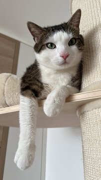 A cat is lying on a cat tree shelf in a home, cat looks relaxed and calm