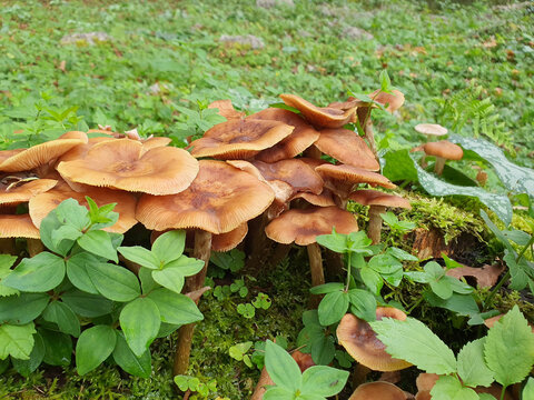 Honey fungus mushrooms growing among green plants in a forest