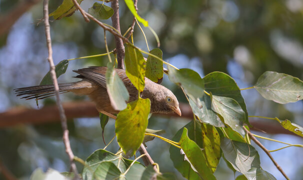 Yellow billed babbler bird on tree branch
