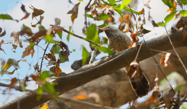 Yellow billed babbler bird on tree branch