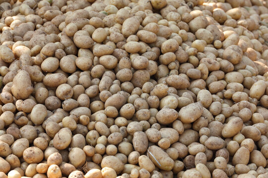 Pile of raw potatoes fresh harvest