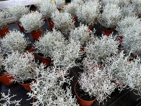 Calocephalus browii or Leucophyta cushion bush plants grow in pots at a nursery