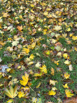 Colorful autumn leaves cover the ground in a park during the fall season