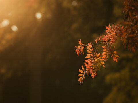 Dense autumn tree branch with orange and red foliage in sunlight autumn leaves fall foliage autumn season nature background sun flare golden hour sunlight warm light