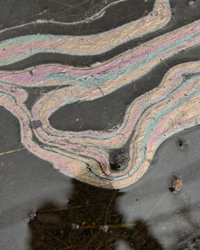 Iridescent Oil Film Bands on Dark Still Pond Water