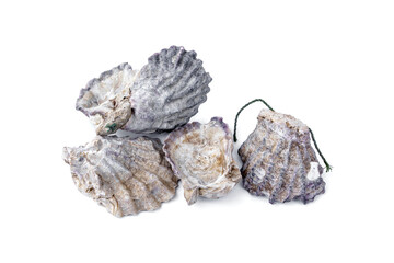 Clean dried oyster shells with scraps of rope from cultivation process isolated on white background used as natural biological filter media for fish ponds aquariums for aquaculture farming. © Panupong