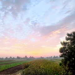 Fototapeta premium sunset over the field