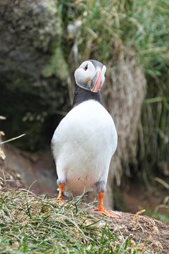 The Atlantic puffin (Fratercula arctica), also known as the common puffin, is a species of seabird in the auk family. 