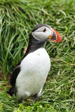 The Atlantic puffin (Fratercula arctica), also known as the common puffin, is a species of seabird in the auk family. 