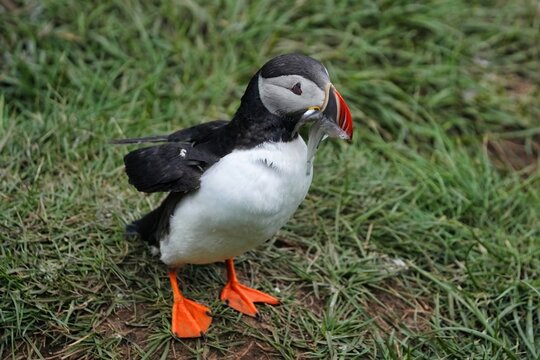 The Atlantic puffin (Fratercula arctica), also known as the common puffin, is a species of seabird in the auk family. 