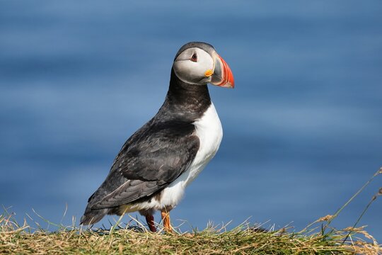 The Atlantic puffin (Fratercula arctica), also known as the common puffin, is a species of seabird in the auk family. 