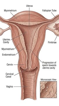 Reproductive human journey: sperm travel, female system, internal view, uterine pathway, ovum encounter, biological fertilization, embryonic onset, cellular development, vagina cervix, fallopian tube.