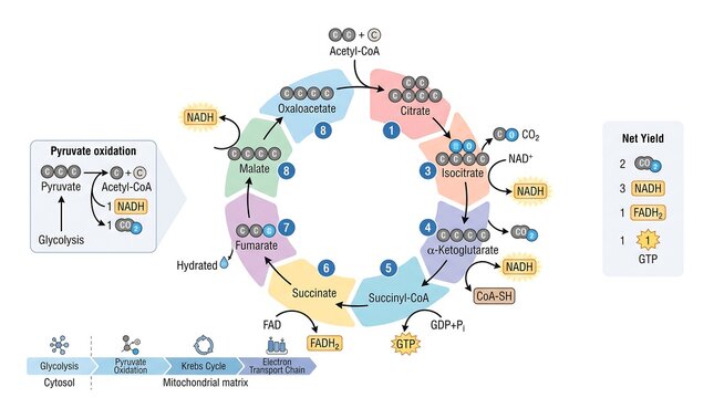 Educational diagram of the Krebs cycle or citric acid cycle showing molecular structures and net yield