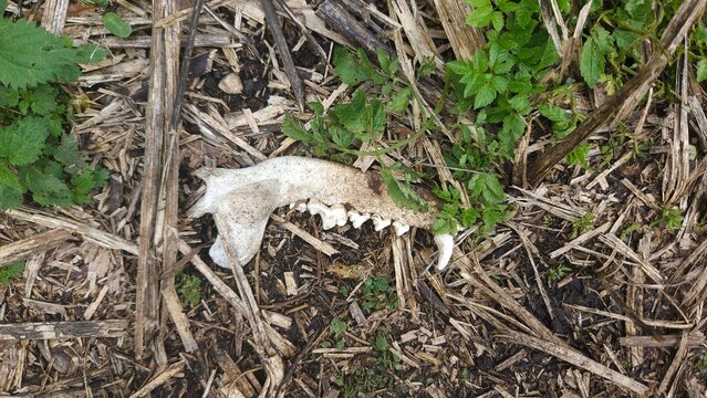 Animal skull lying on the ground among grass and foliage  