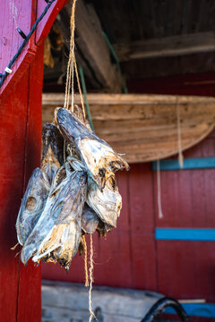 Stockfish heads tied with string hang drying outside a wooden fisherman cabin in Lofoten, Norway, with a wooden boat stored in the background.