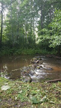 Tranquil stream surrounded by lush greenery in a forest setting  